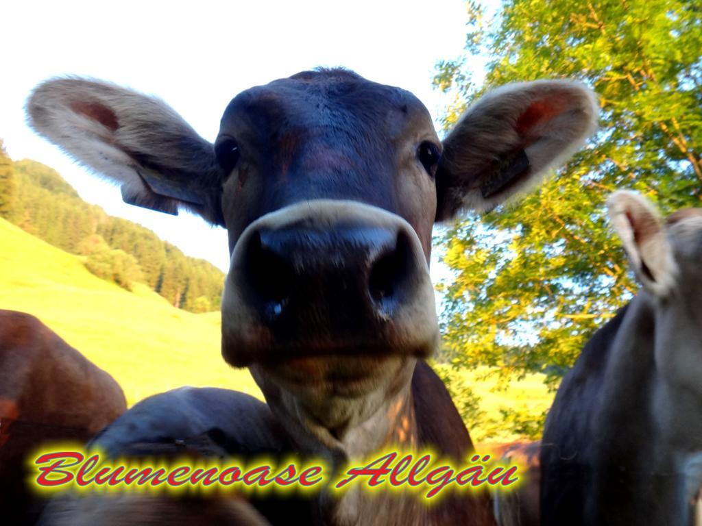 Ferienwohnung Blumenoase Allgäu Schwanden Exterior foto